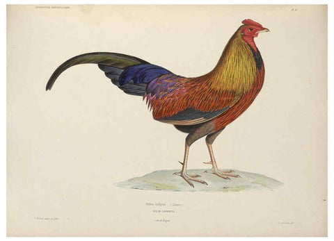 Reproducción/Reproduction 6120023747: Iconographie ornithologique Paris :Chez Friedrich Klincksieck [etc., etc.],1849 [i.e. 1845-1849] 