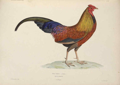 Reproducción/Reproduction 6120023747: Iconographie ornithologique Paris :Chez Friedrich Klincksieck [etc., etc.],1849 [i.e. 1845-1849] 