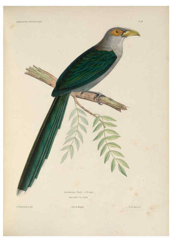 Reproducción/Reproduction 6120567756: Iconographie ornithologique Paris :Chez Friedrich Klincksieck [etc., etc.],1849 [i.e. 1845-1849] 