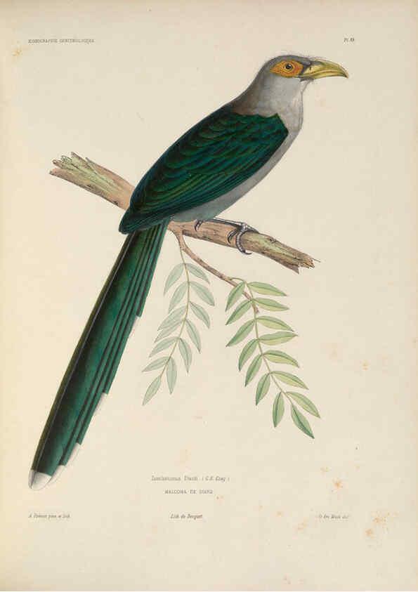 Reproducción/Reproduction 6120567756: Iconographie ornithologique Paris :Chez Friedrich Klincksieck [etc., etc.],1849 [i.e. 1845-1849] 