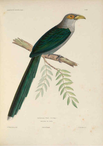 Reproducción/Reproduction 6120567756: Iconographie ornithologique Paris :Chez Friedrich Klincksieck [etc., etc.],1849 [i.e. 1845-1849] 