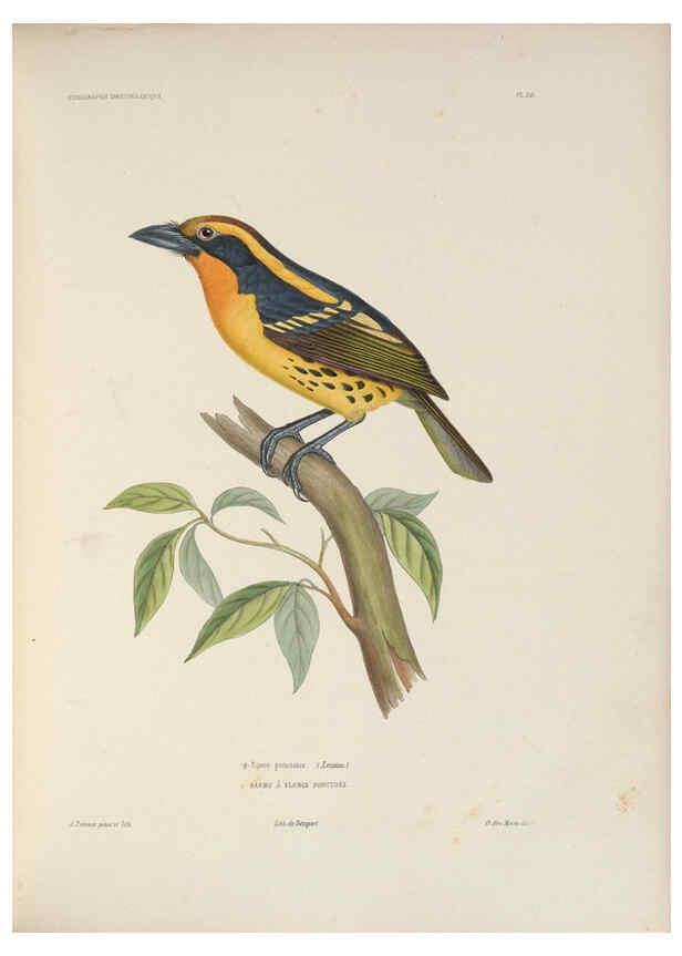 Reproducción/Reproduction 6120568014: Iconographie ornithologique Paris :Chez Friedrich Klincksieck [etc., etc.],1849 [i.e. 1845-1849] 