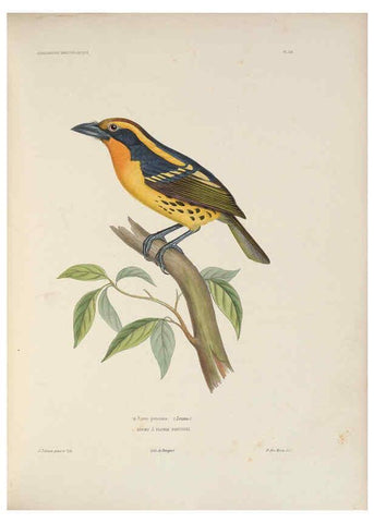 Reproducción/Reproduction 6120568014: Iconographie ornithologique Paris :Chez Friedrich Klincksieck [etc., etc.],1849 [i.e. 1845-1849] 