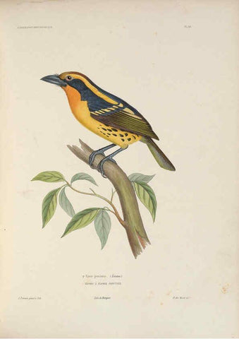 Reproducción/Reproduction 6120568014: Iconographie ornithologique Paris :Chez Friedrich Klincksieck [etc., etc.],1849 [i.e. 1845-1849] 