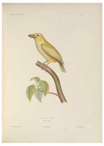 Reproducción/Reproduction 6120568808: Iconographie ornithologique Paris :Chez Friedrich Klincksieck [etc., etc.],1849 [i.e. 1845-1849] 