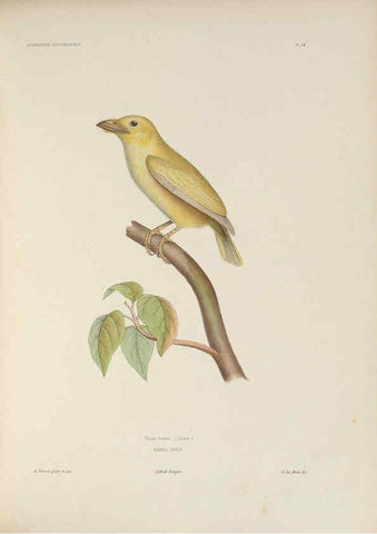 Reproducción/Reproduction 6120568808: Iconographie ornithologique Paris :Chez Friedrich Klincksieck [etc., etc.],1849 [i.e. 1845-1849] 
