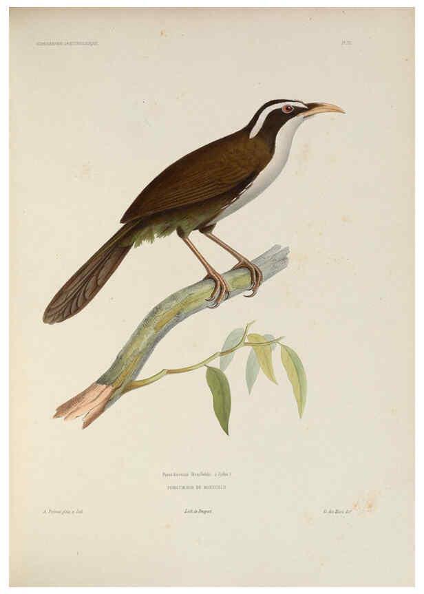Reproducción/Reproduction 6120025609: Iconographie ornithologique Paris :Chez Friedrich Klincksieck [etc., etc.],1849 [i.e. 1845-1849] 
