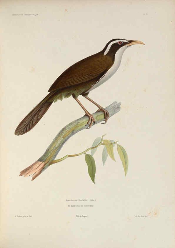 Reproducción/Reproduction 6120025609: Iconographie ornithologique Paris :Chez Friedrich Klincksieck [etc., etc.],1849 [i.e. 1845-1849] 