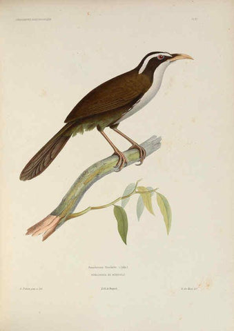 Reproducción/Reproduction 6120025609: Iconographie ornithologique Paris :Chez Friedrich Klincksieck [etc., etc.],1849 [i.e. 1845-1849] 
