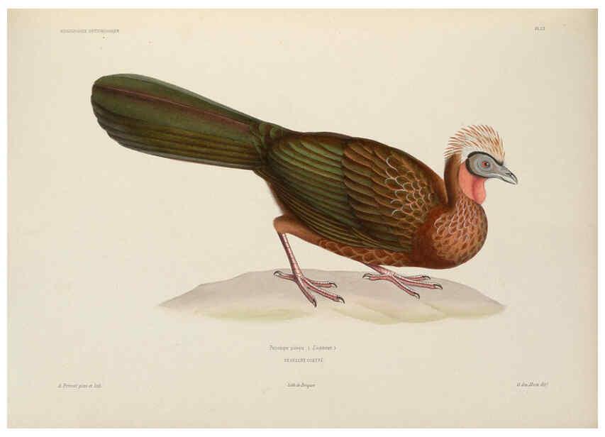 Reproducción/Reproduction 6120569386: Iconographie ornithologique Paris :Chez Friedrich Klincksieck [etc., etc.],1849 [i.e. 1845-1849] 