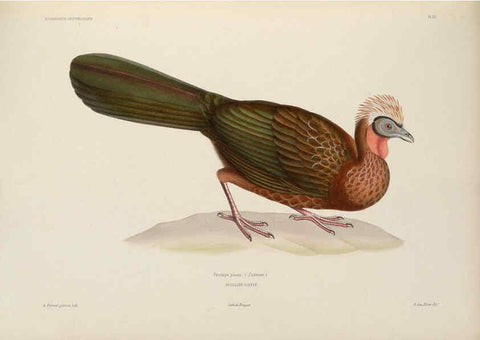 Reproducción/Reproduction 6120569386: Iconographie ornithologique Paris :Chez Friedrich Klincksieck [etc., etc.],1849 [i.e. 1845-1849] 