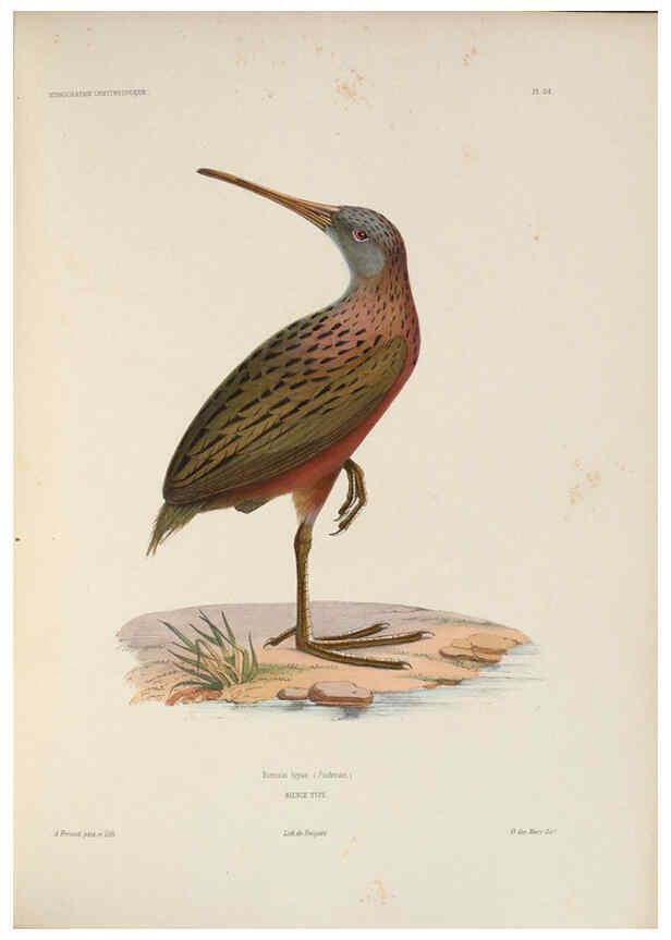 Reproducción/Reproduction 6120026235: Iconographie ornithologique Paris :Chez Friedrich Klincksieck [etc., etc.],1849 [i.e. 1845-1849] 