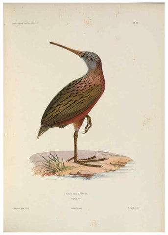 Reproducción/Reproduction 6120026235: Iconographie ornithologique Paris :Chez Friedrich Klincksieck [etc., etc.],1849 [i.e. 1845-1849] 