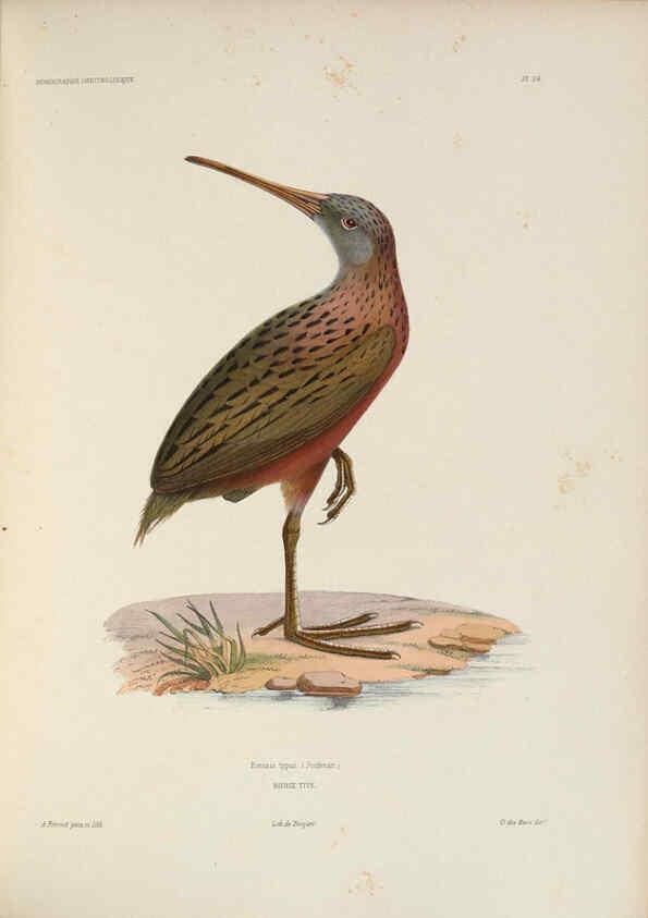 Reproducción/Reproduction 6120026235: Iconographie ornithologique Paris :Chez Friedrich Klincksieck [etc., etc.],1849 [i.e. 1845-1849] 