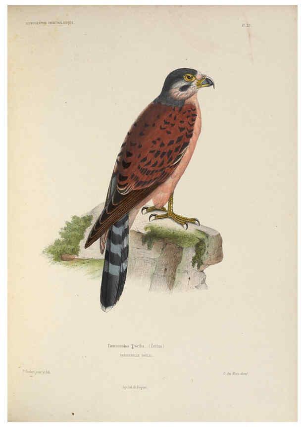 Reproducción/Reproduction 6120026463: Iconographie ornithologique Paris :Chez Friedrich Klincksieck [etc., etc.],1849 [i.e. 1845-1849] 