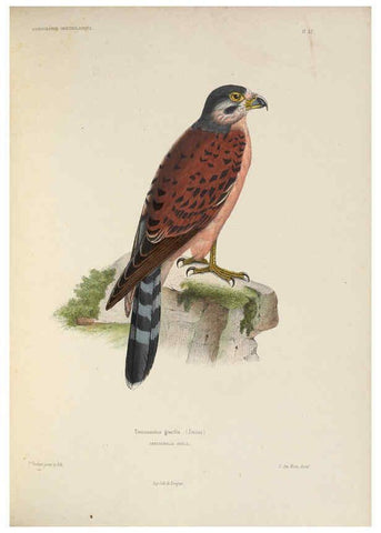 Reproducción/Reproduction 6120026463: Iconographie ornithologique Paris :Chez Friedrich Klincksieck [etc., etc.],1849 [i.e. 1845-1849] 