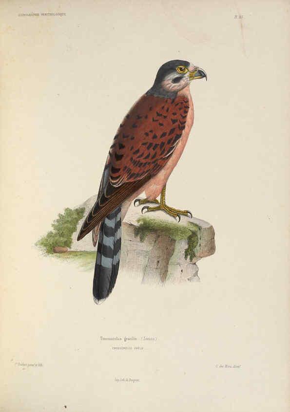 Reproducción/Reproduction 6120026463: Iconographie ornithologique Paris :Chez Friedrich Klincksieck [etc., etc.],1849 [i.e. 1845-1849] 