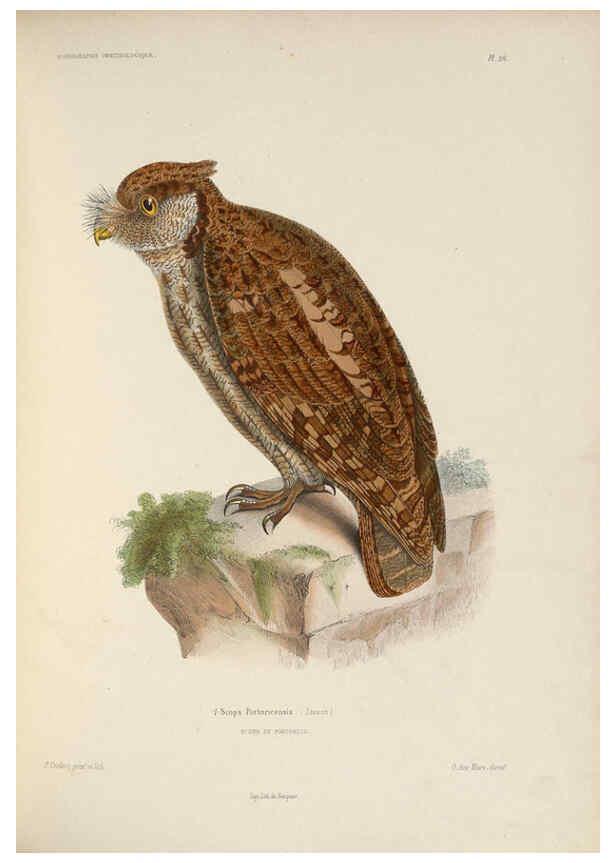 Reproducción/Reproduction 6120570218: Iconographie ornithologique Paris :Chez Friedrich Klincksieck [etc., etc.],1849 [i.e. 1845-1849] 