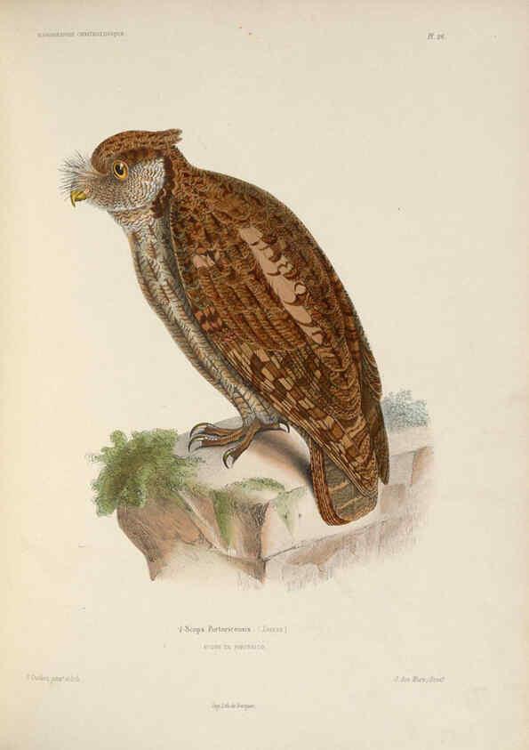 Reproducción/Reproduction 6120570218: Iconographie ornithologique Paris :Chez Friedrich Klincksieck [etc., etc.],1849 [i.e. 1845-1849] 