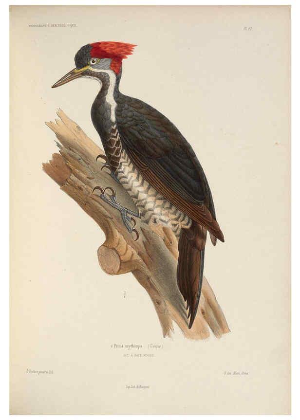 Reproducción/Reproduction 6120027023: Iconographie ornithologique Paris :Chez Friedrich Klincksieck [etc., etc.],1849 [i.e. 1845-1849] 