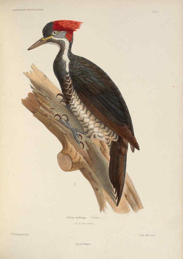 Reproducción/Reproduction 6120027023: Iconographie ornithologique Paris :Chez Friedrich Klincksieck [etc., etc.],1849 [i.e. 1845-1849] 