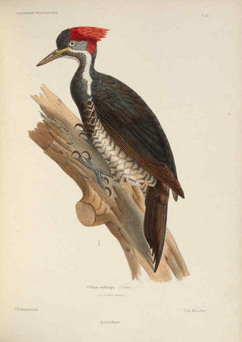Reproducción/Reproduction 6120027023: Iconographie ornithologique Paris :Chez Friedrich Klincksieck [etc., etc.],1849 [i.e. 1845-1849] 