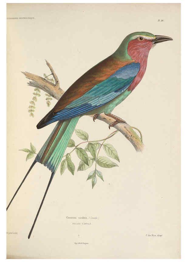 Reproducción/Reproduction 6120027379: Iconographie ornithologique Paris :Chez Friedrich Klincksieck [etc., etc.],1849 [i.e. 1845-1849] 