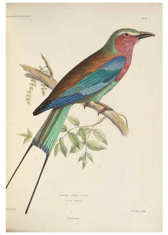 Reproducción/Reproduction 6120027379: Iconographie ornithologique Paris :Chez Friedrich Klincksieck [etc., etc.],1849 [i.e. 1845-1849] 