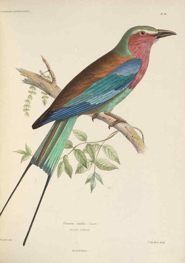 Reproducción/Reproduction 6120027379: Iconographie ornithologique Paris :Chez Friedrich Klincksieck [etc., etc.],1849 [i.e. 1845-1849] 
