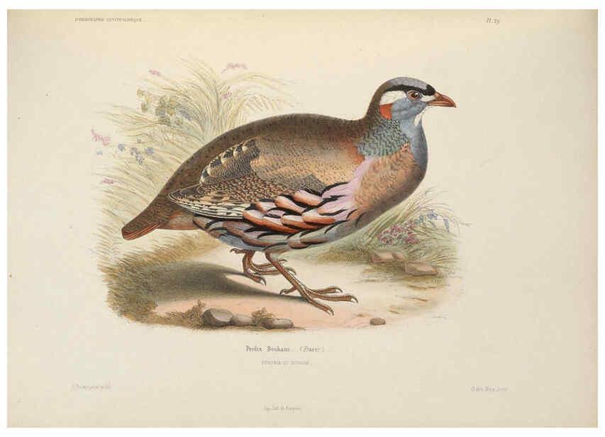 Reproducción/Reproduction 6120571172: Iconographie ornithologique Paris :Chez Friedrich Klincksieck [etc., etc.],1849 [i.e. 1845-1849] 