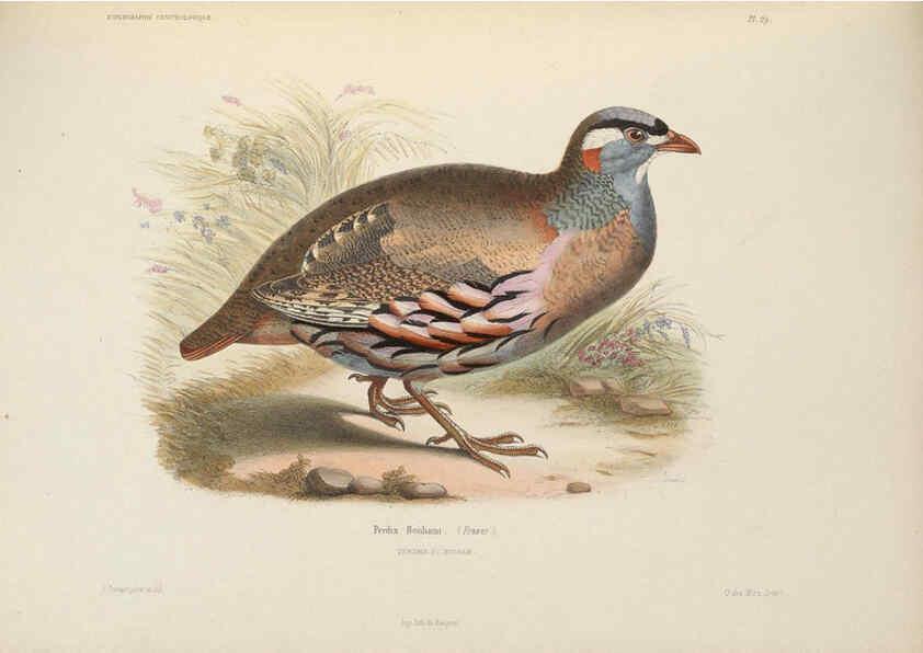 Reproducción/Reproduction 6120571172: Iconographie ornithologique Paris :Chez Friedrich Klincksieck [etc., etc.],1849 [i.e. 1845-1849] 