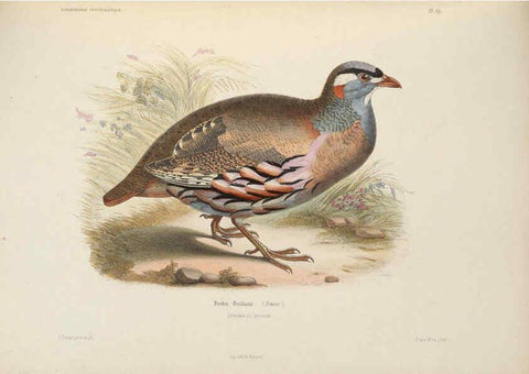 Reproducción/Reproduction 6120571172: Iconographie ornithologique Paris :Chez Friedrich Klincksieck [etc., etc.],1849 [i.e. 1845-1849] 