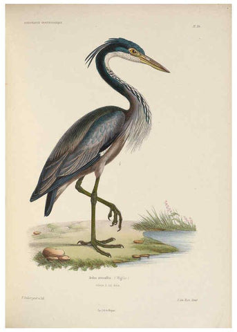 Reproducción/Reproduction 6120027965: Iconographie ornithologique Paris :Chez Friedrich Klincksieck [etc., etc.],1849 [i.e. 1845-1849] 