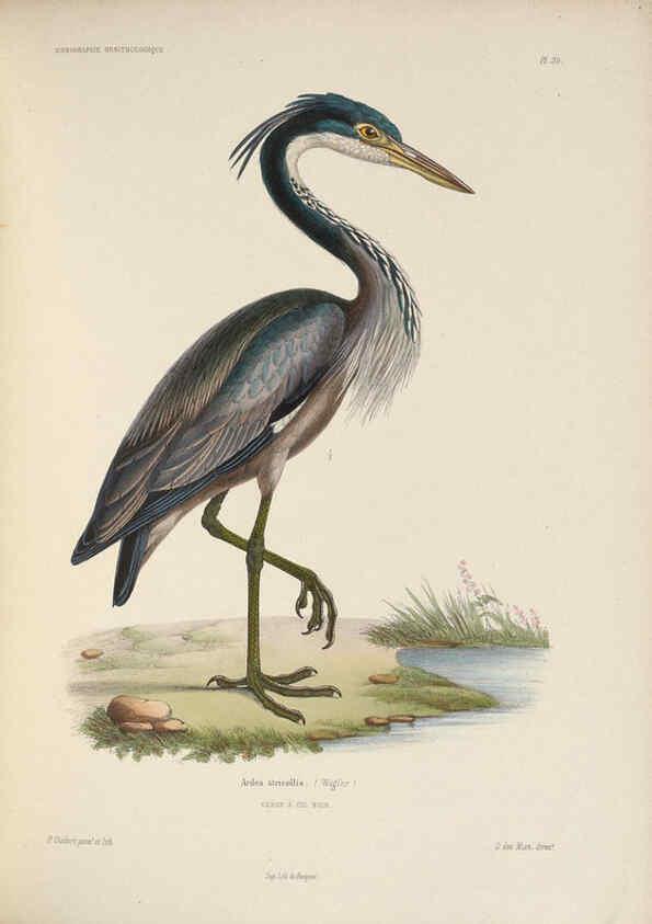 Reproducción/Reproduction 6120027965: Iconographie ornithologique Paris :Chez Friedrich Klincksieck [etc., etc.],1849 [i.e. 1845-1849] 