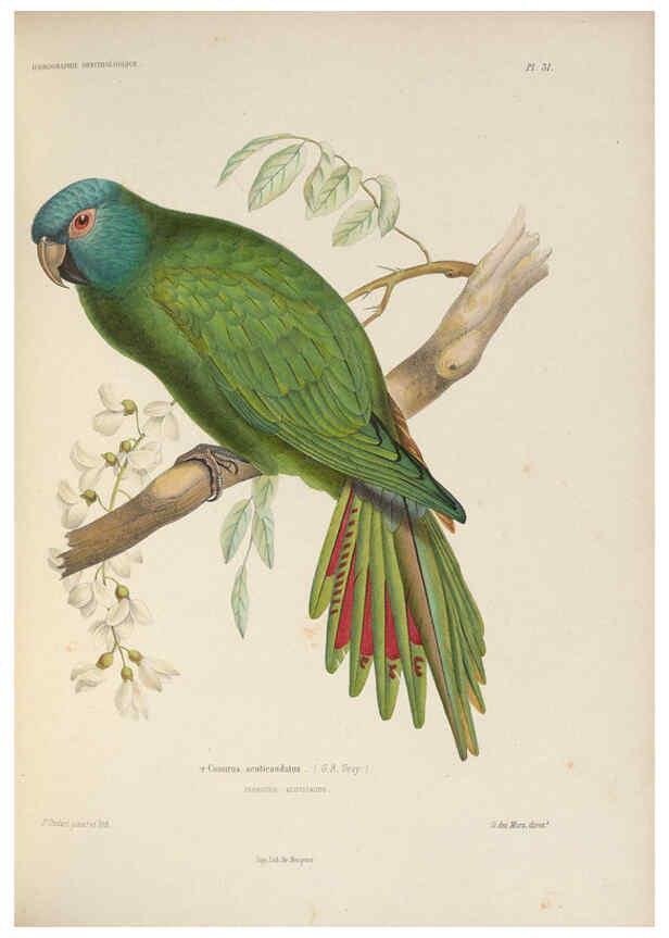 Reproducción/Reproduction 6120571960: Iconographie ornithologique Paris :Chez Friedrich Klincksieck [etc., etc.],1849 [i.e. 1845-1849] 