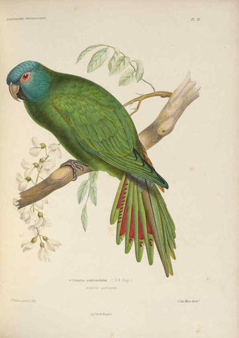 Reproducción/Reproduction 6120571960: Iconographie ornithologique Paris :Chez Friedrich Klincksieck [etc., etc.],1849 [i.e. 1845-1849] 