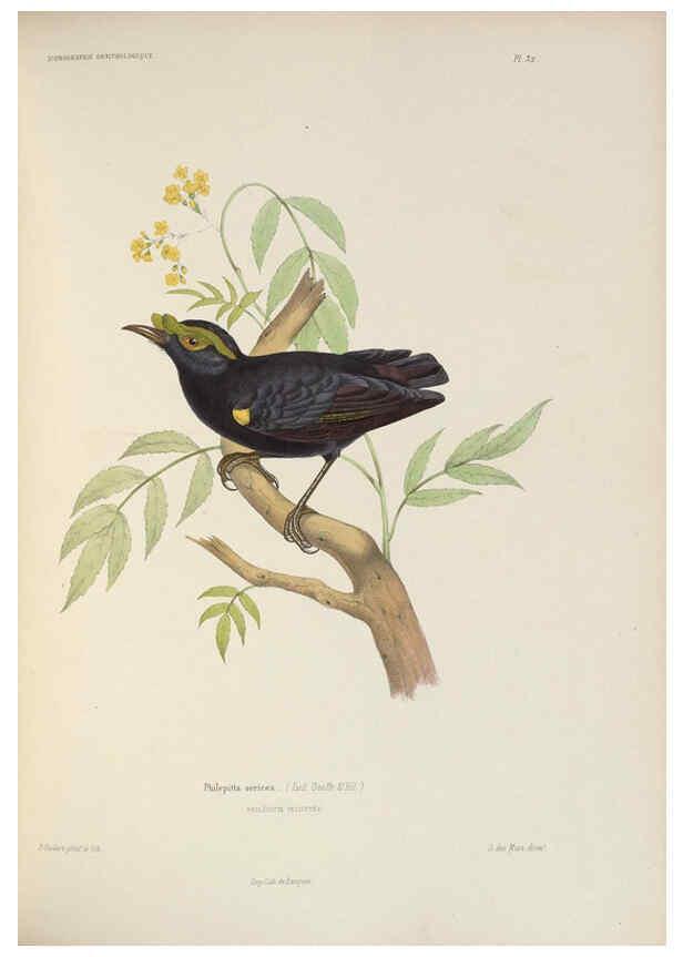 Reproducción/Reproduction 6120572184: Iconographie ornithologique Paris :Chez Friedrich Klincksieck [etc., etc.],1849 [i.e. 1845-1849] 