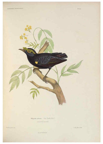 Reproducción/Reproduction 6120572184: Iconographie ornithologique Paris :Chez Friedrich Klincksieck [etc., etc.],1849 [i.e. 1845-1849] 