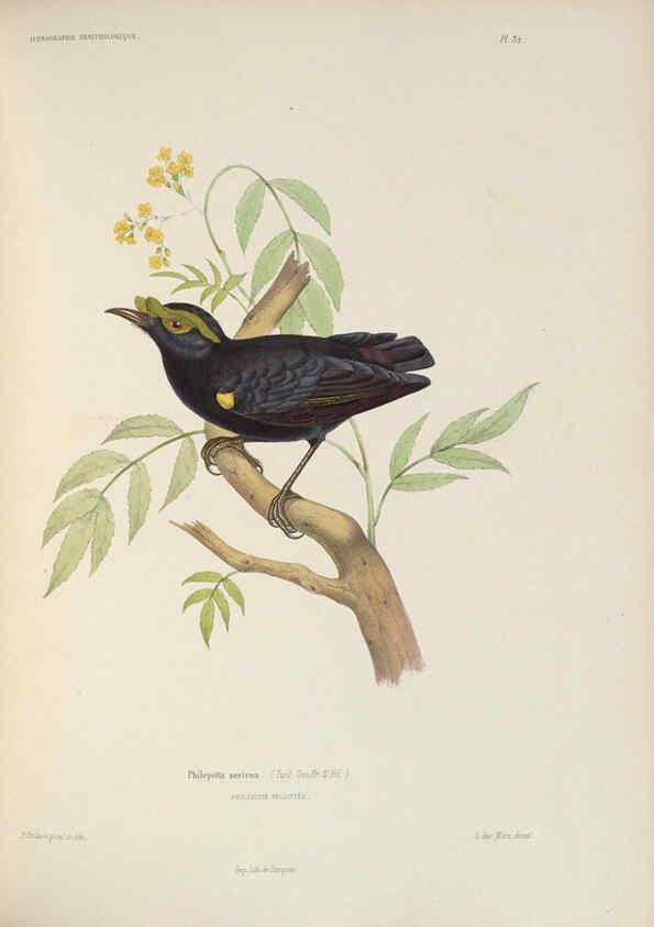 Reproducción/Reproduction 6120572184: Iconographie ornithologique Paris :Chez Friedrich Klincksieck [etc., etc.],1849 [i.e. 1845-1849] 