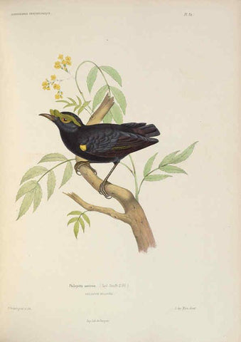 Reproducción/Reproduction 6120572184: Iconographie ornithologique Paris :Chez Friedrich Klincksieck [etc., etc.],1849 [i.e. 1845-1849] 
