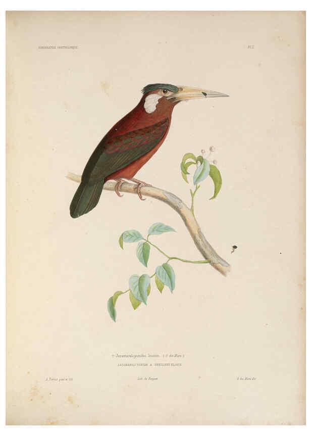 Reproducción/Reproduction 6120023411: Iconographie ornithologique Paris :Chez Friedrich Klincksieck [etc., etc.],1849 [i.e. 1845-1849] 