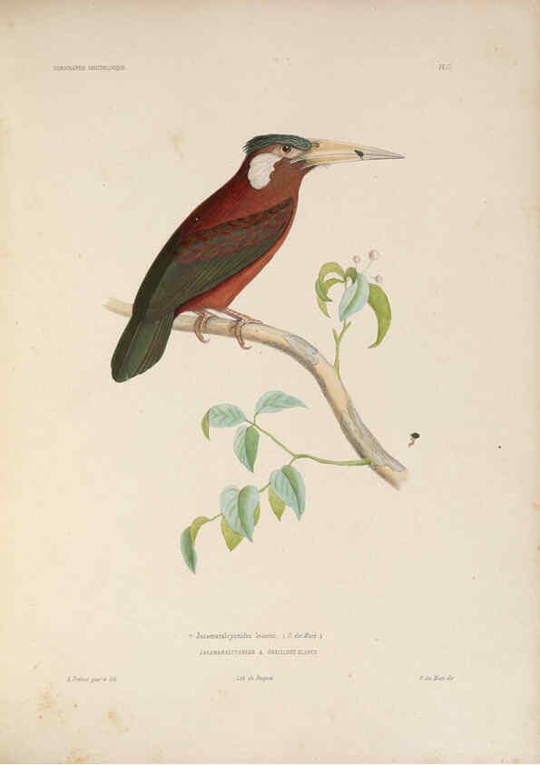 Reproducción/Reproduction 6120023411: Iconographie ornithologique Paris :Chez Friedrich Klincksieck [etc., etc.],1849 [i.e. 1845-1849] 