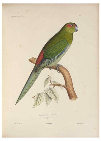 Reproducción/Reproduction 6120023187: Iconographie ornithologique Paris :Chez Friedrich Klincksieck [etc., etc.],1849 [i.e. 1845-1849] 