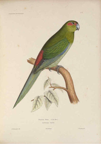 Reproducción/Reproduction 6120023187: Iconographie ornithologique Paris :Chez Friedrich Klincksieck [etc., etc.],1849 [i.e. 1845-1849] 