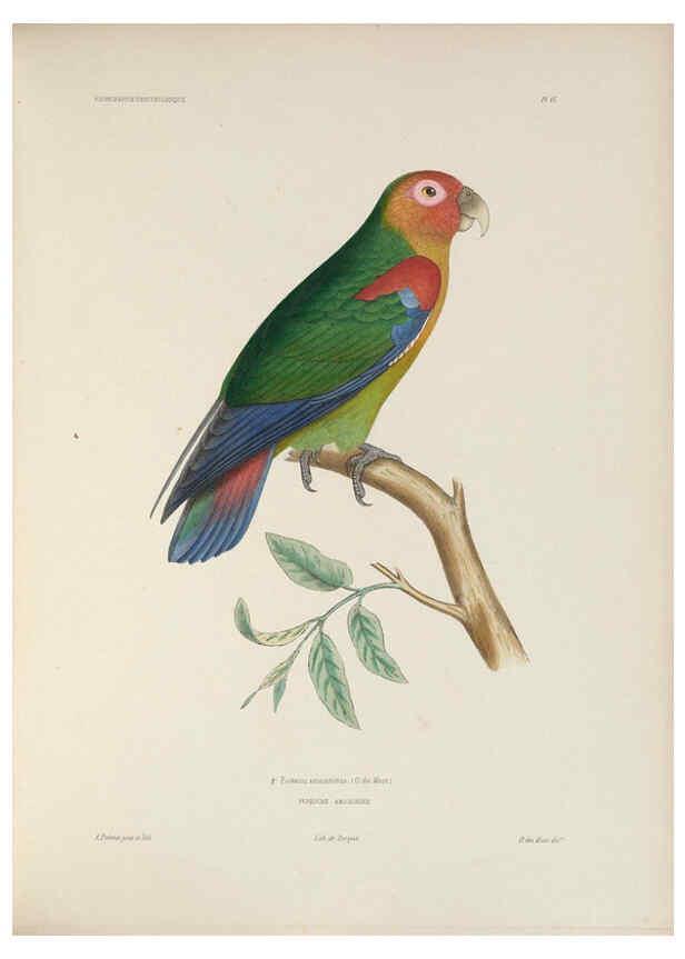 Reproducción/Reproduction 6120022703: Iconographie ornithologique Paris :Chez Friedrich Klincksieck [etc., etc.],1849 [i.e. 1845-1849] 