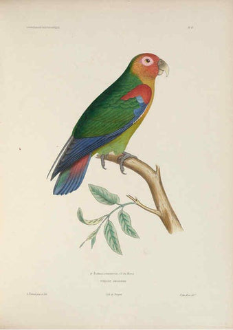 Reproducción/Reproduction 6120022703: Iconographie ornithologique Paris :Chez Friedrich Klincksieck [etc., etc.],1849 [i.e. 1845-1849] 