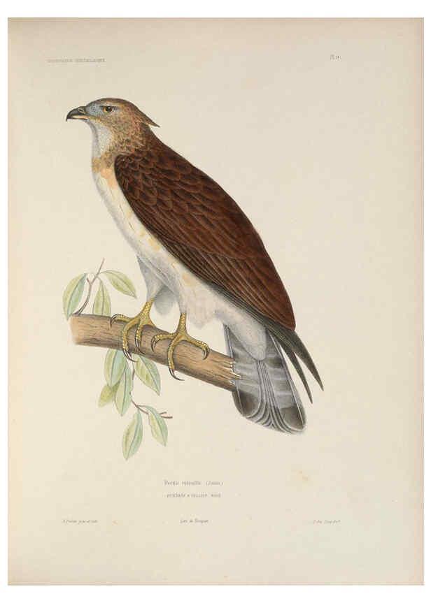 Reproducción/Reproduction 6120022125: Iconographie ornithologique Paris :Chez Friedrich Klincksieck [etc., etc.],1849 [i.e. 1845-1849] 