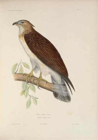 Reproducción/Reproduction 6120022125: Iconographie ornithologique Paris :Chez Friedrich Klincksieck [etc., etc.],1849 [i.e. 1845-1849] 