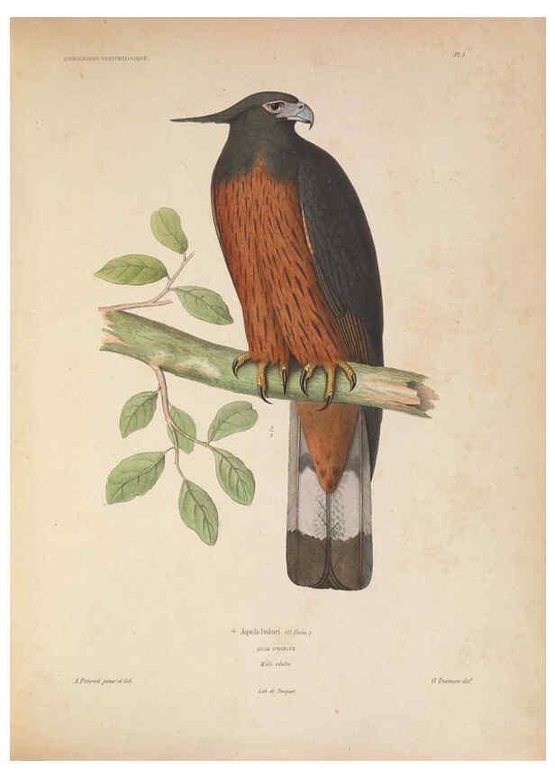 Reproducción/Reproduction 6120018279: Iconographie ornithologique Paris :Chez Friedrich Klincksieck [etc., etc.],1849 [i.e. 1845-1849] 