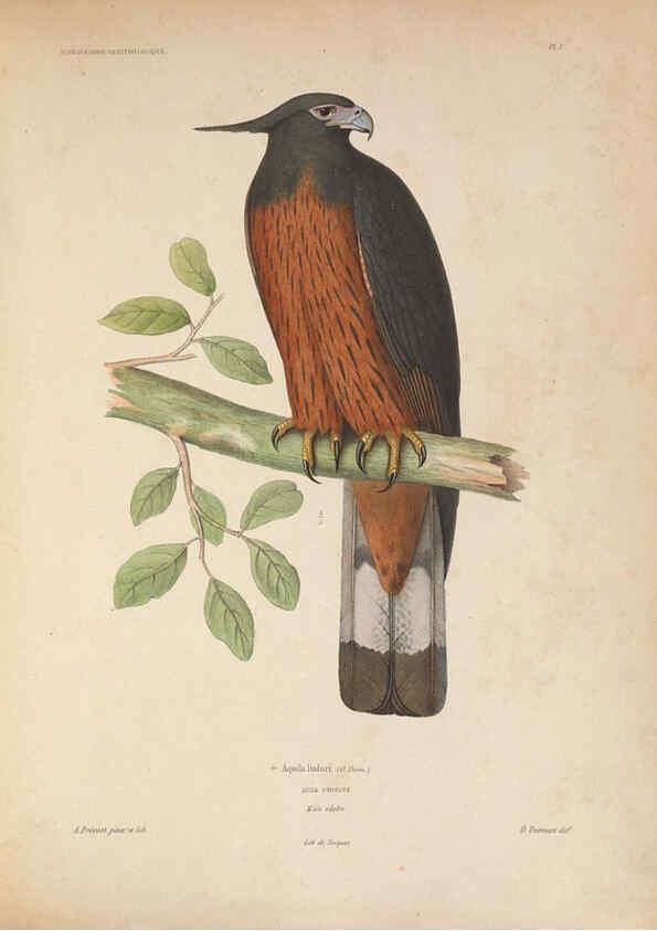 Reproducción/Reproduction 6120018279: Iconographie ornithologique Paris :Chez Friedrich Klincksieck [etc., etc.],1849 [i.e. 1845-1849] 